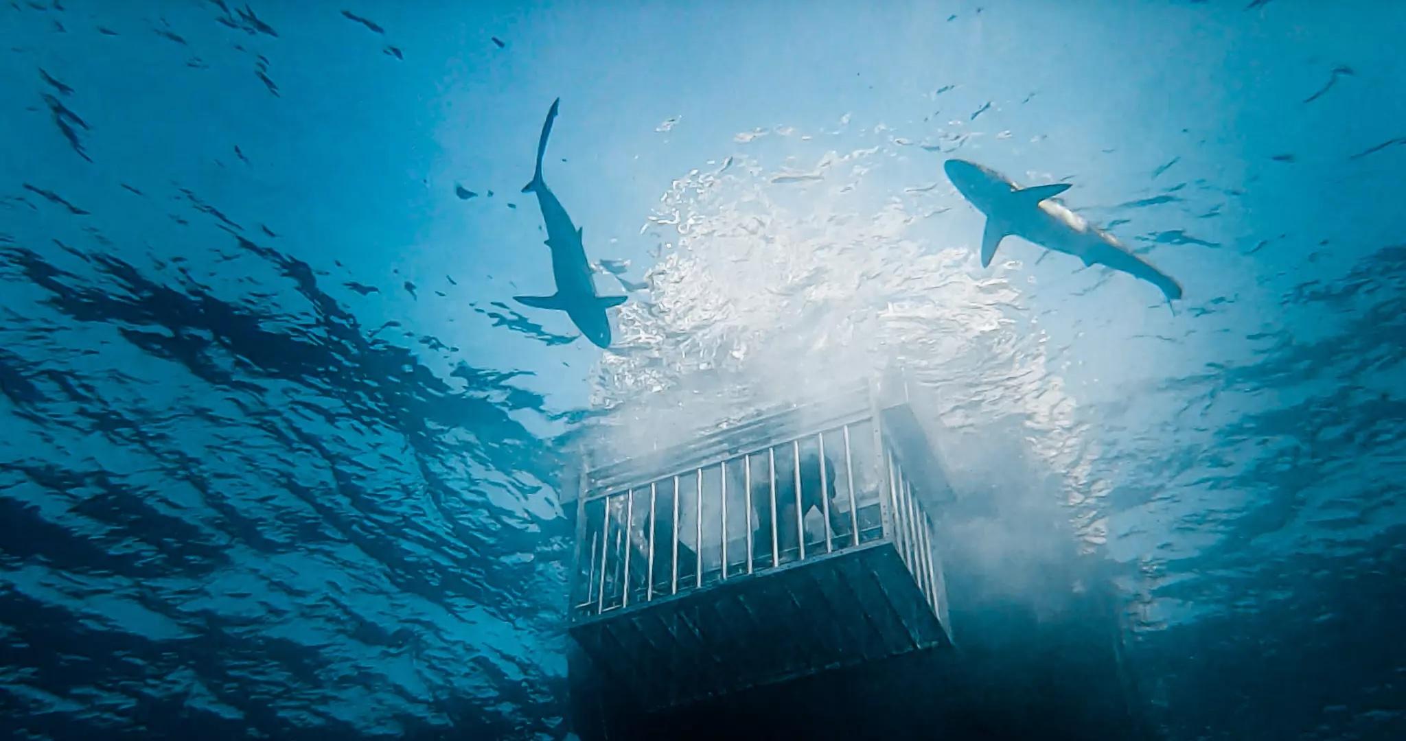 Cage diving with sharks is now possible in Saudi Arabia